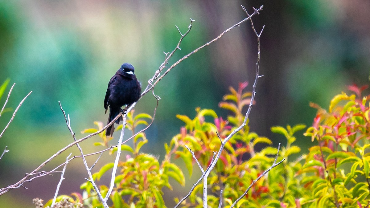 White-winged Black-Tyrant - ML613607856