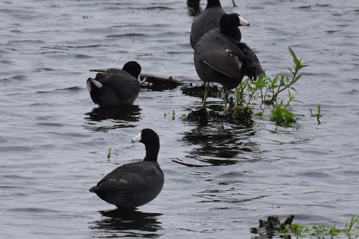 American Coot - ML613607857