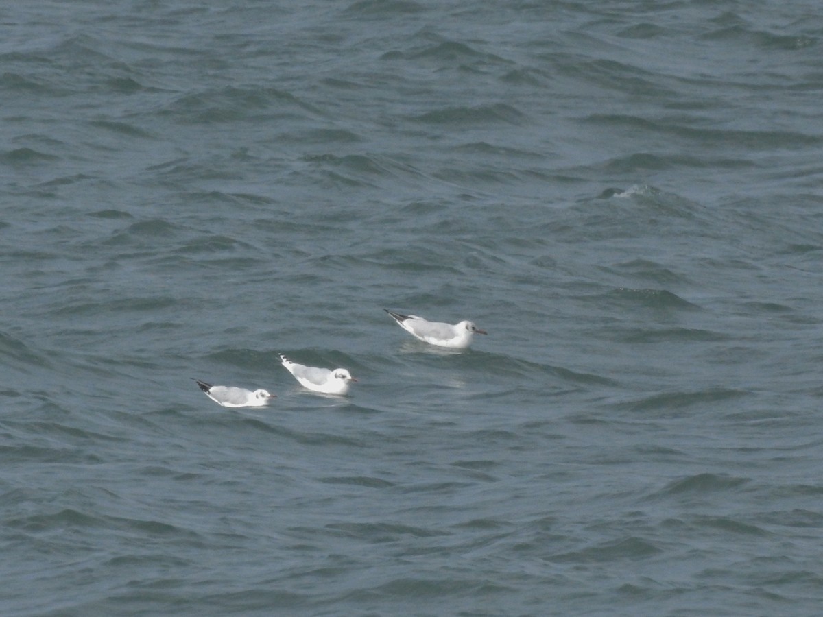 Mediterranean Gull - ML613607963