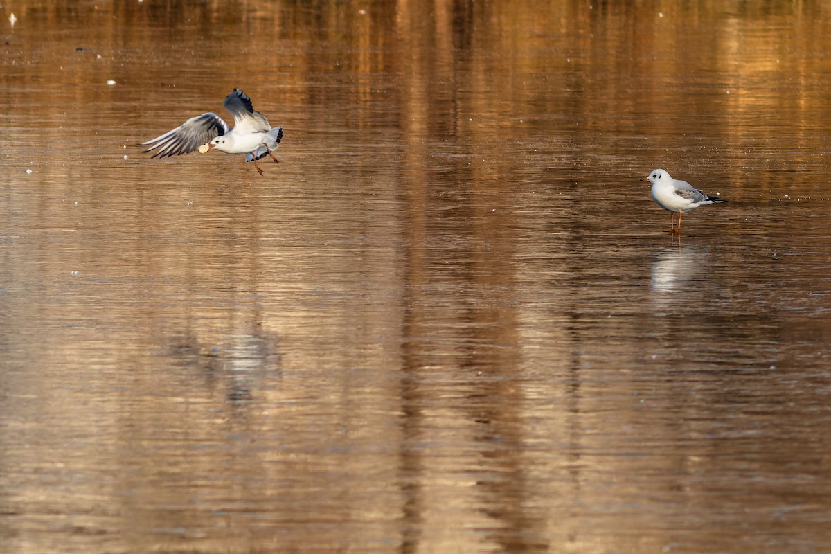 Black-headed Gull - Gabi Uhrova