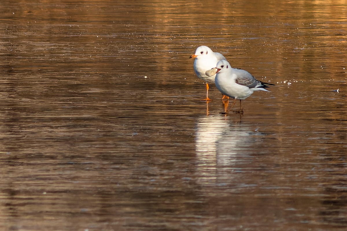 Black-headed Gull - Gabi Uhrova