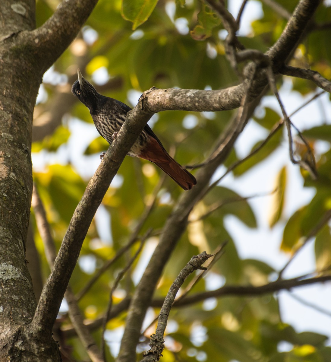 Maroon Oriole - ML613608124