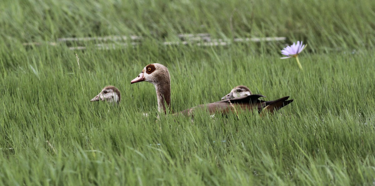 Nilgans - ML613608147