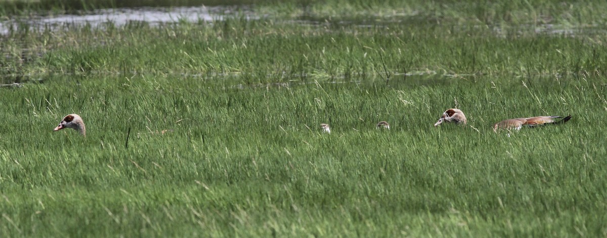 Egyptian Goose - ML613608153