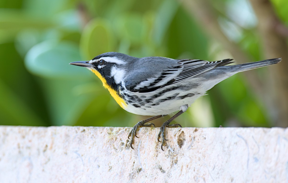 Yellow-throated Warbler - Alex Muench