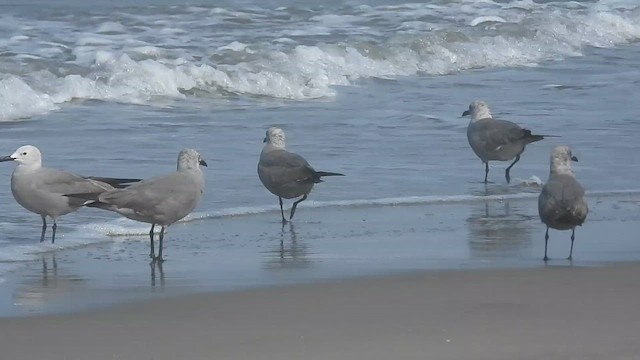 Gray Gull - ML613608290