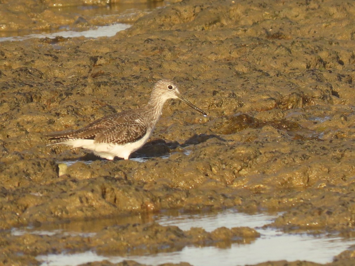 Greater Yellowlegs - ML613608483