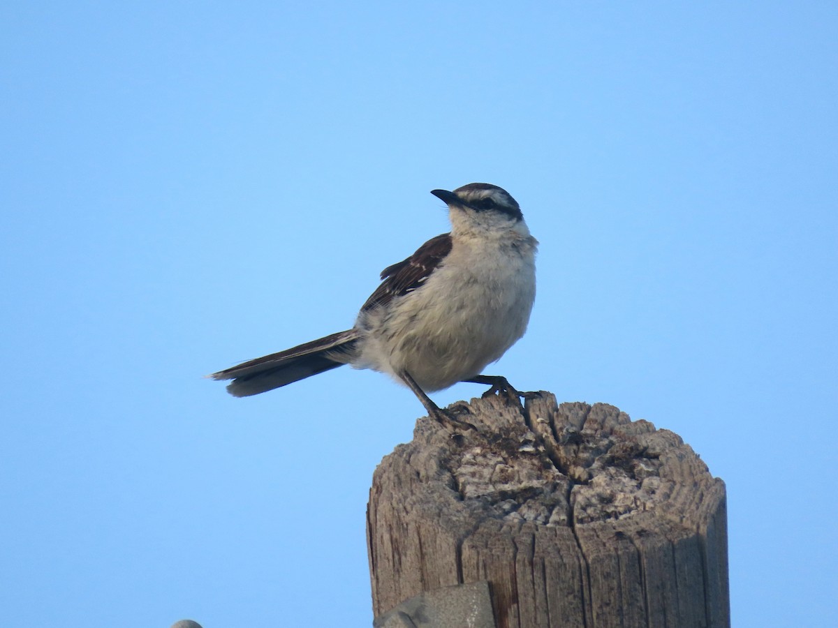 Chalk-browed Mockingbird - ML613608509