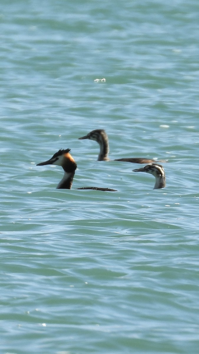 Great Crested Grebe - Aynur Tosun