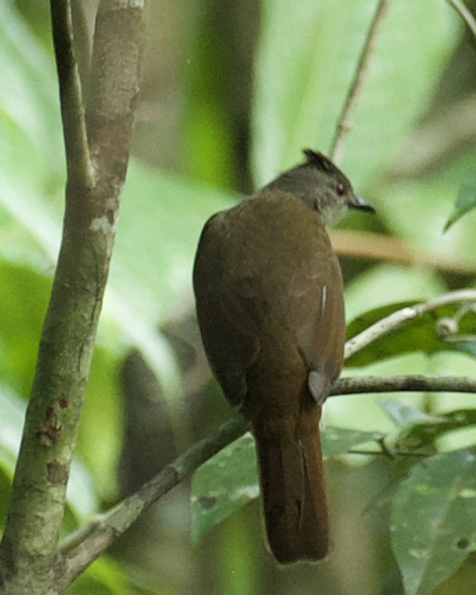 Puff-backed Bulbul - ML613608797