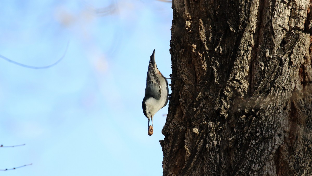 White-breasted Nuthatch - ML613608886