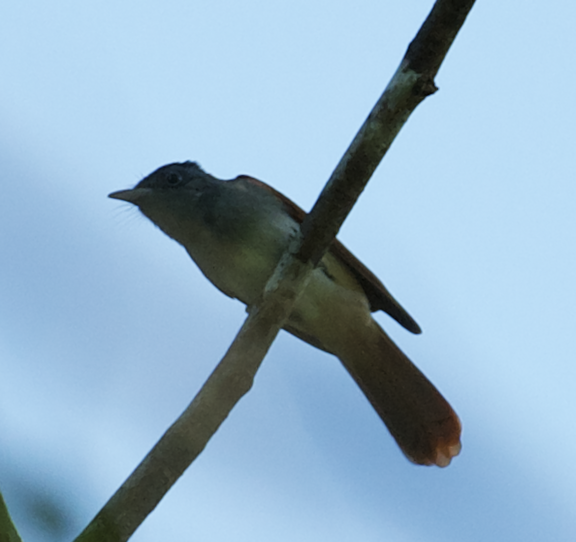 Blyth's Paradise-Flycatcher - Eitan C.