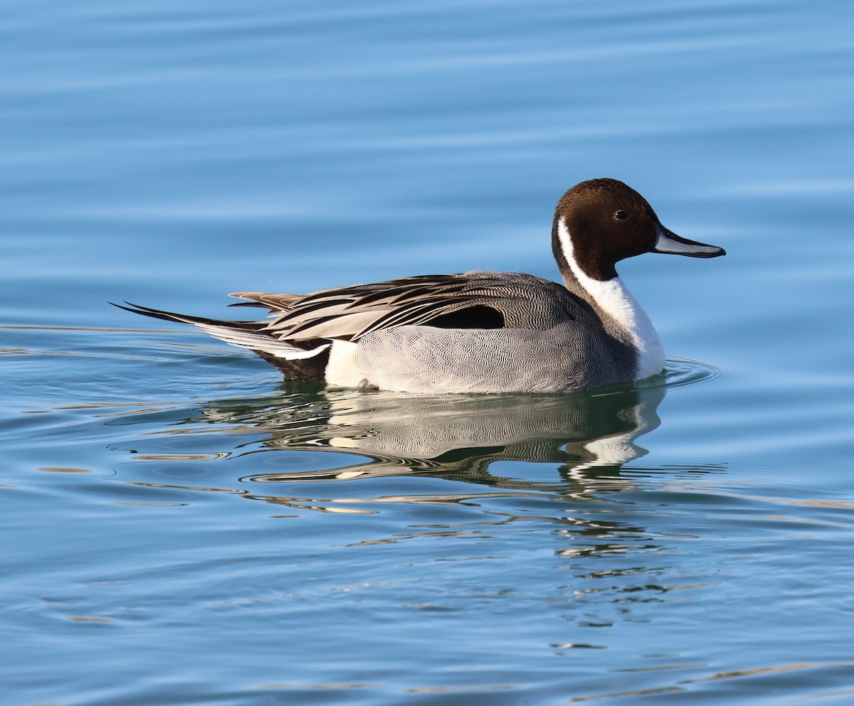 Northern Pintail - ML613609049