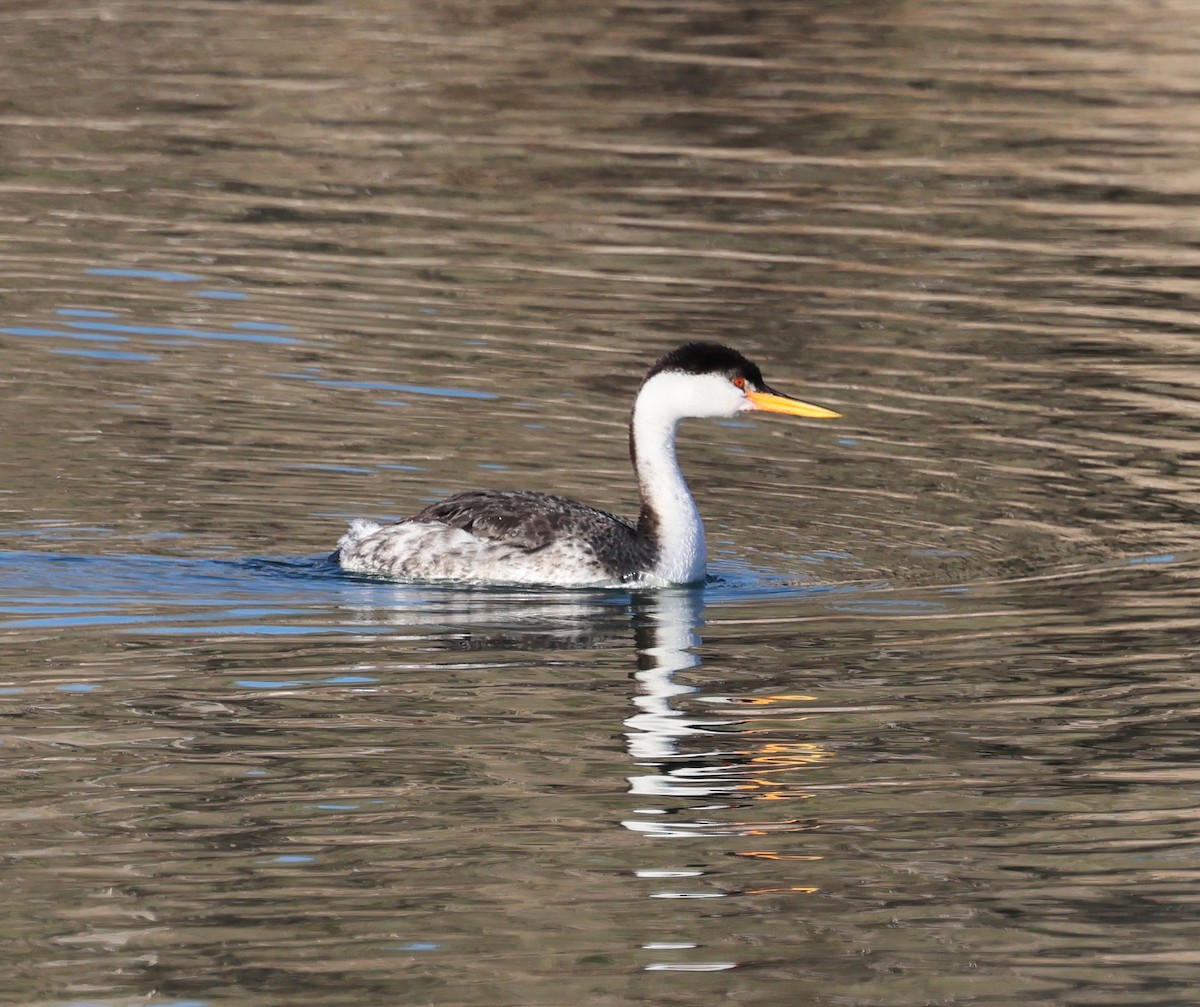 Clark's Grebe - ML613609059