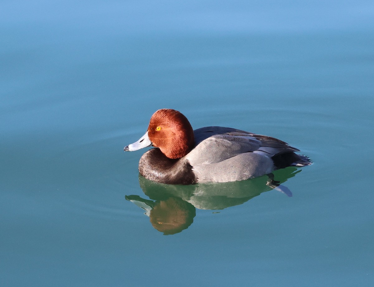 Redhead - David Stejskal