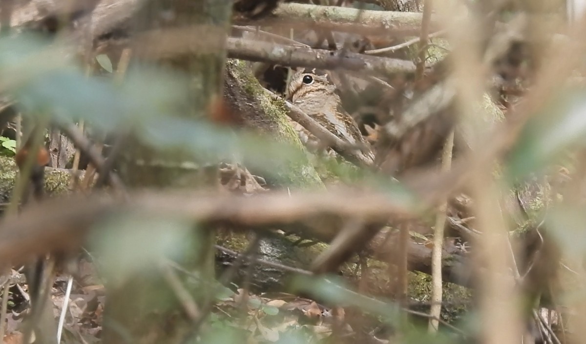 American Woodcock - ML613609072