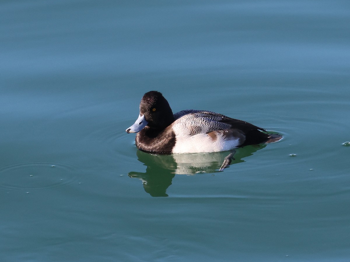 Lesser Scaup - ML613609075