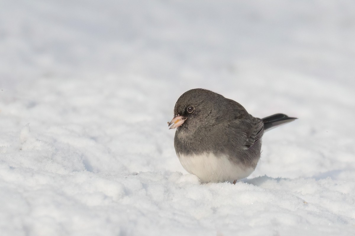 Junco ardoisé - ML613609079