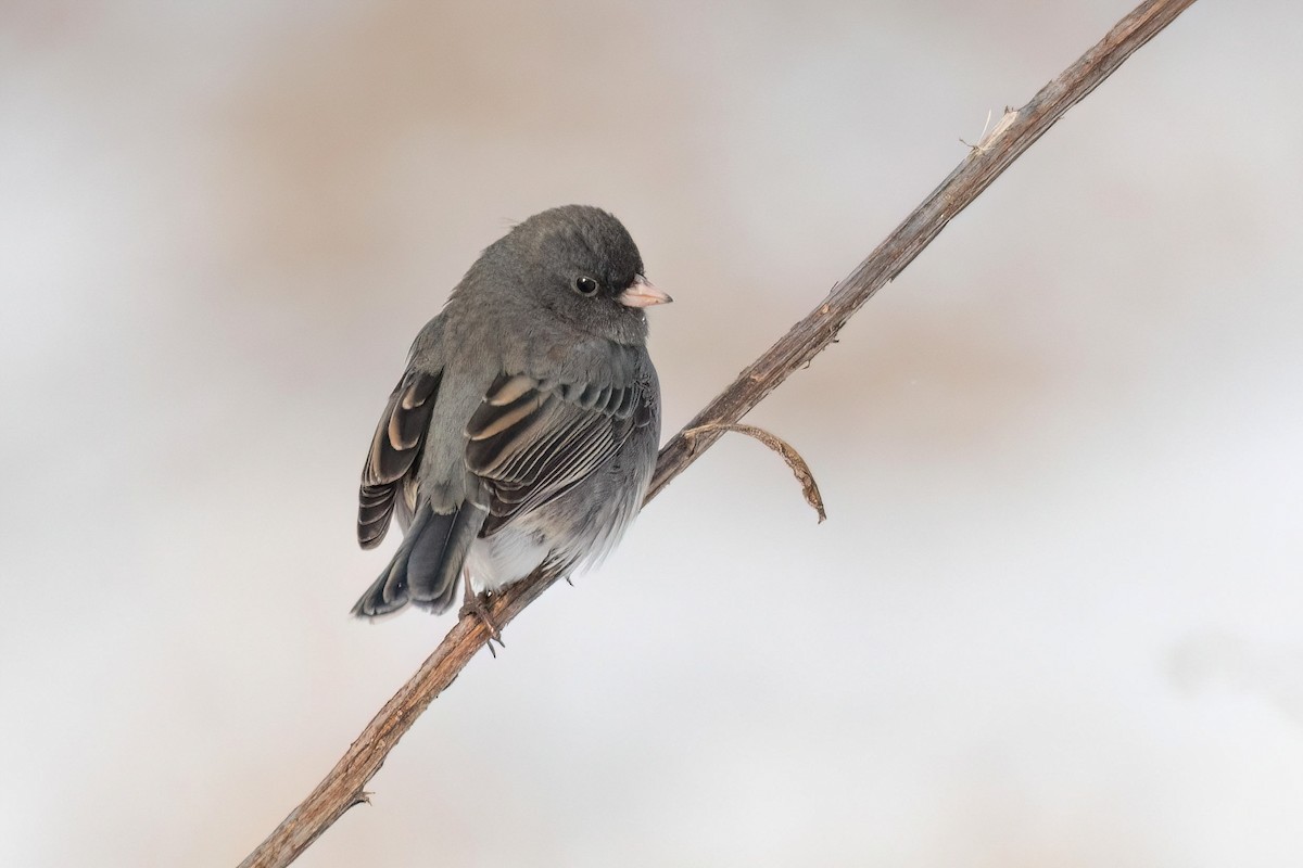 Dark-eyed Junco - Traci Gentry