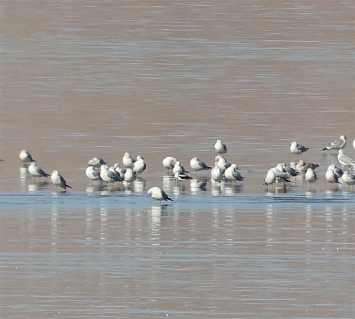 American Avocet - ML613609097