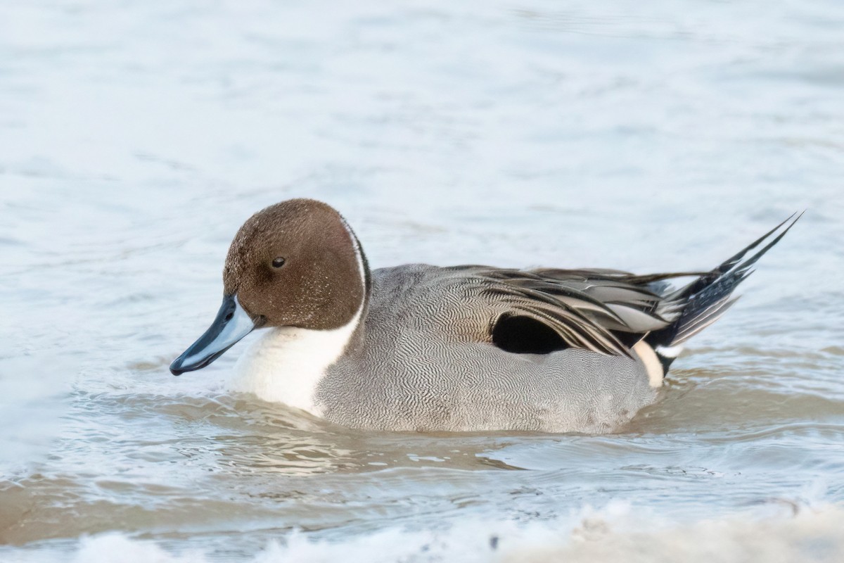 Northern Pintail - Traci Gentry