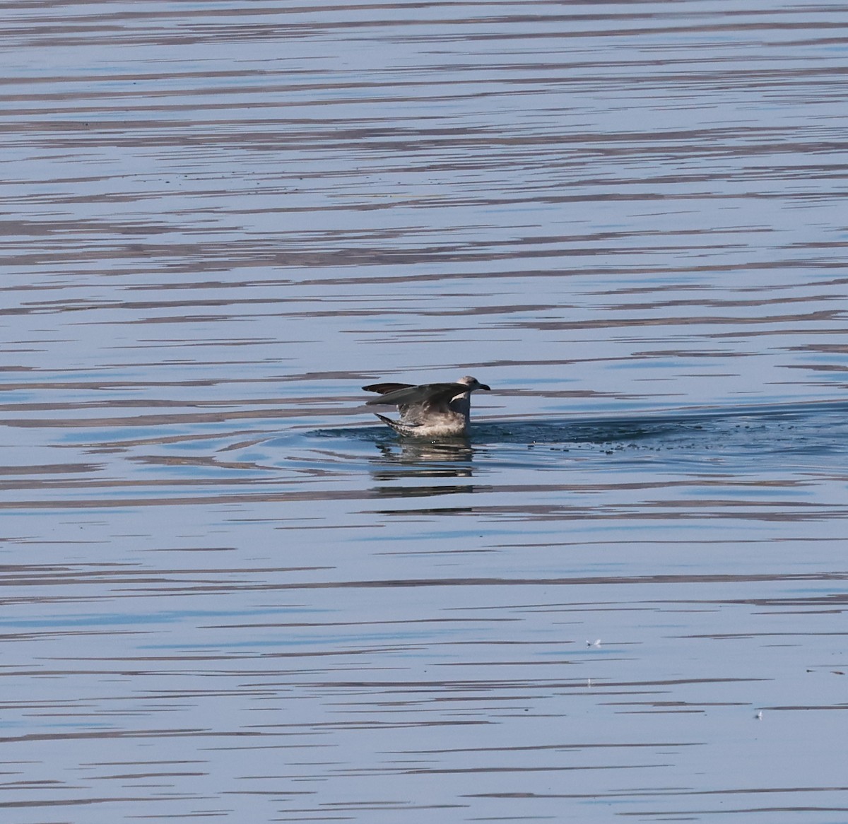 Larus sp. - ML613609117