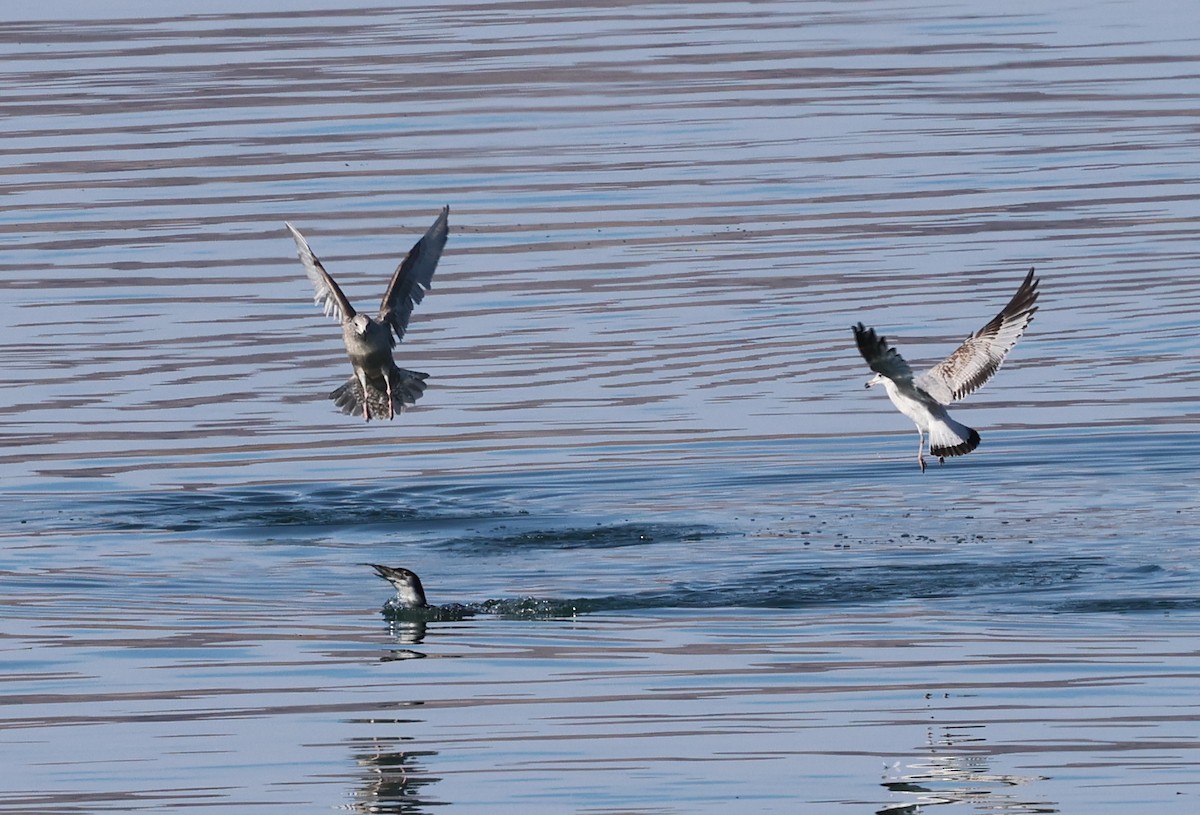 Larus sp. - ML613609120