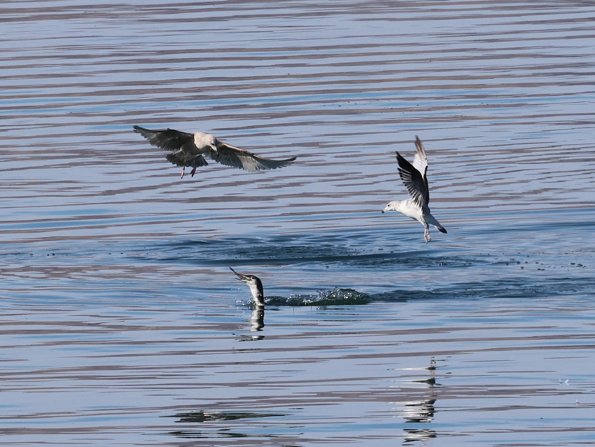 Larus sp. - ML613609123