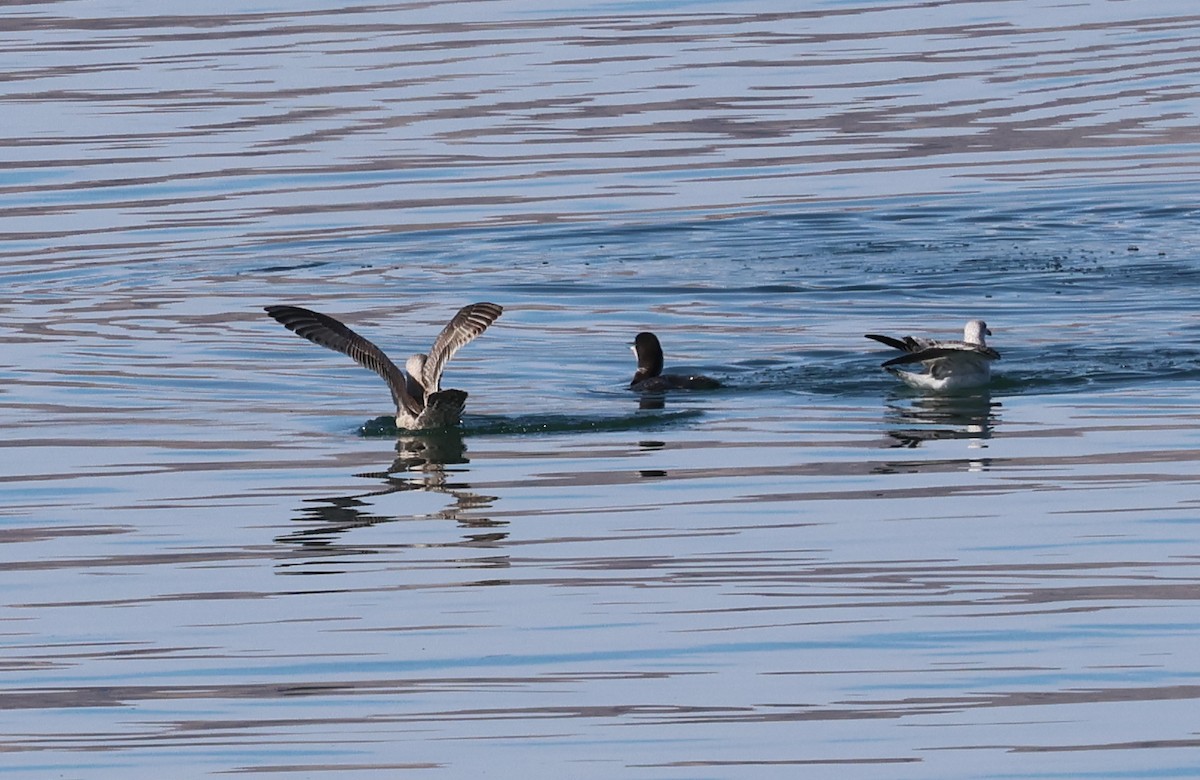 Larus sp. - ML613609126