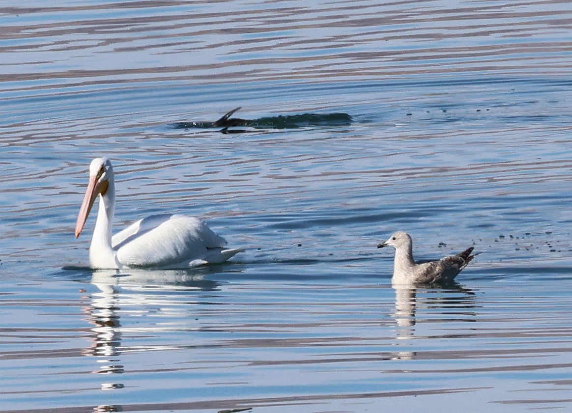 Larus sp. - ML613609167