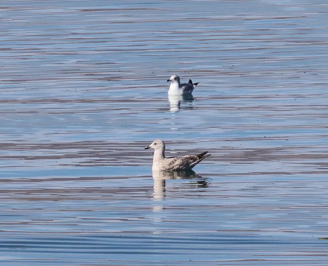 Larus sp. - ML613609168