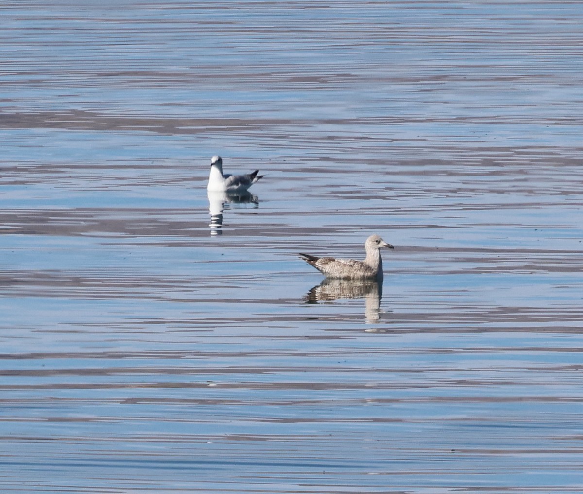 Larus sp. - ML613609169