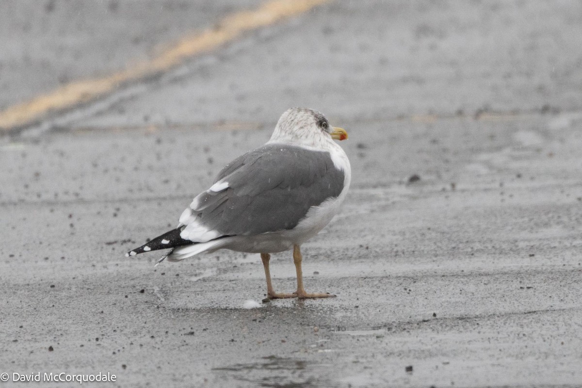 Lesser Black-backed Gull - ML613609183