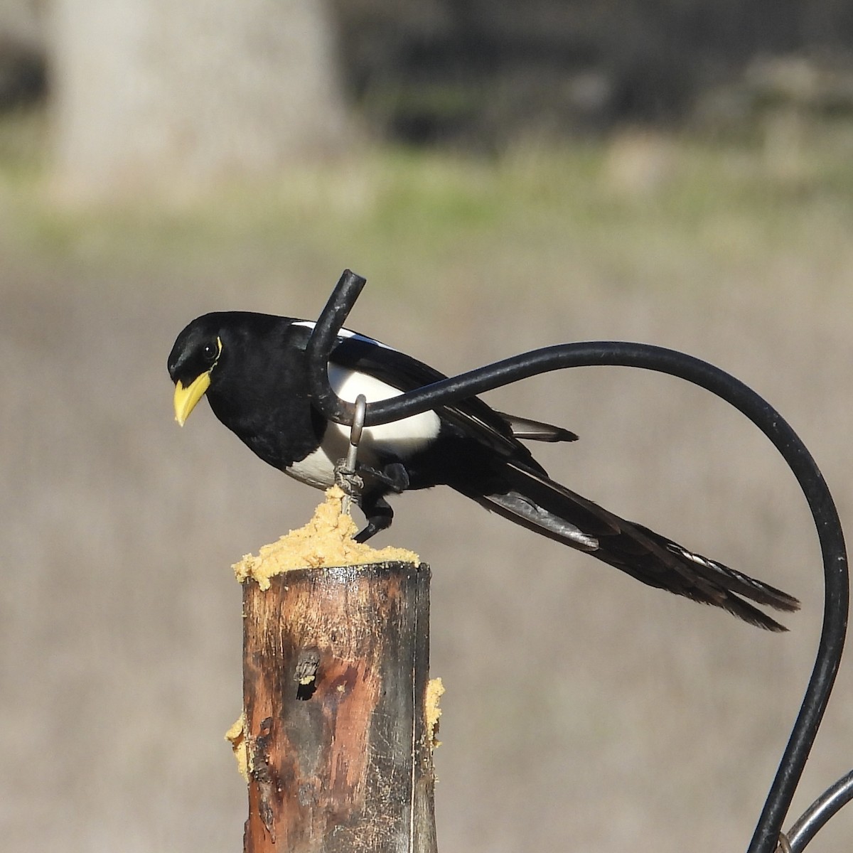 Yellow-billed Magpie - ML613609236