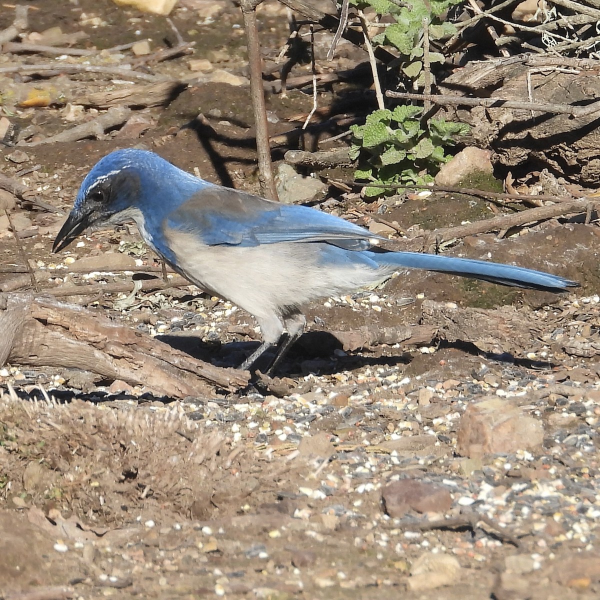 California Scrub-Jay - ML613609247