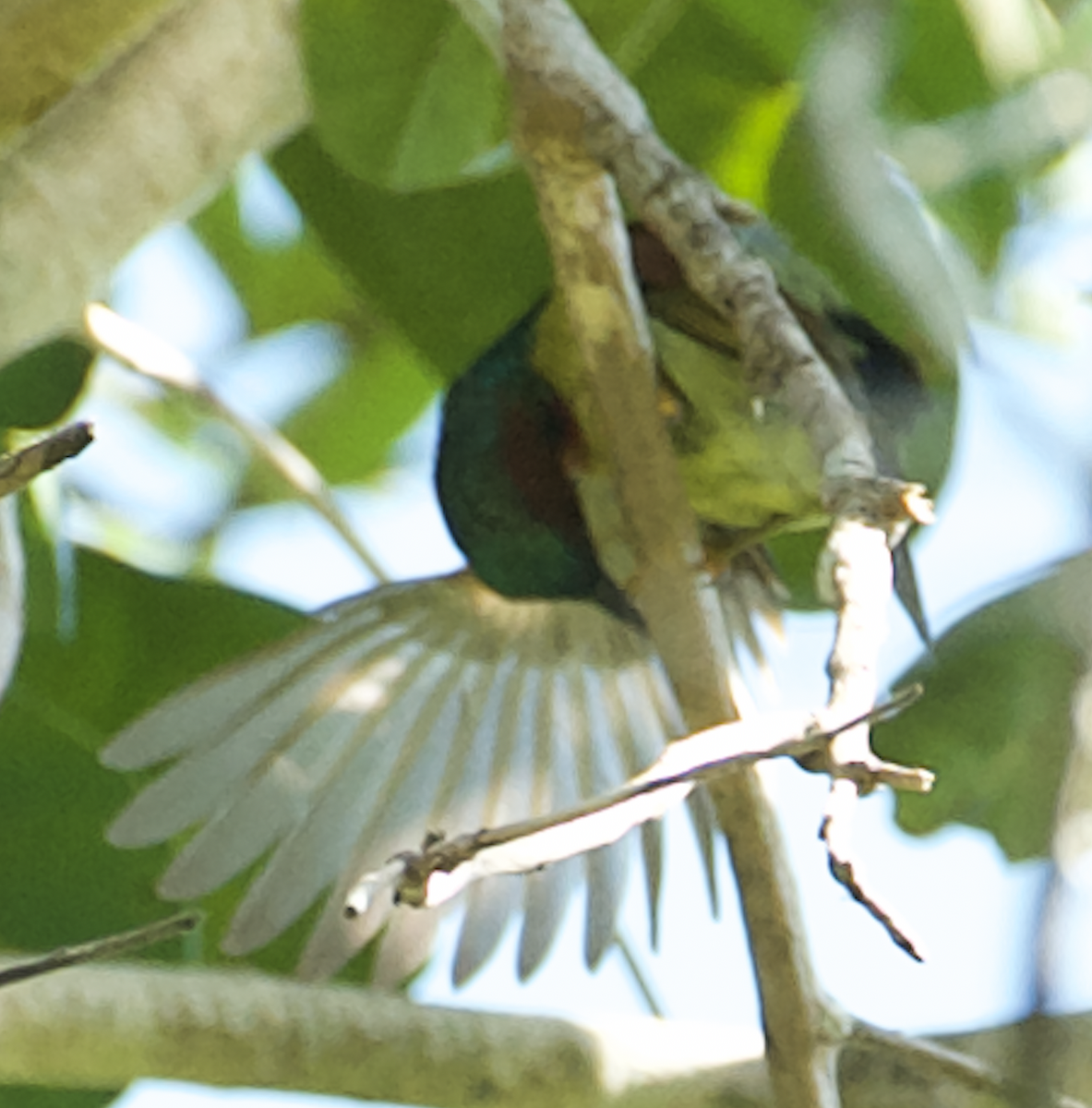 Red-throated Sunbird - Eitan C.