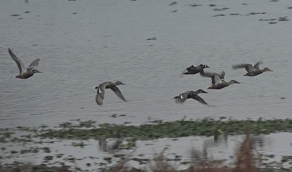 Northern Shoveler - ML613609260