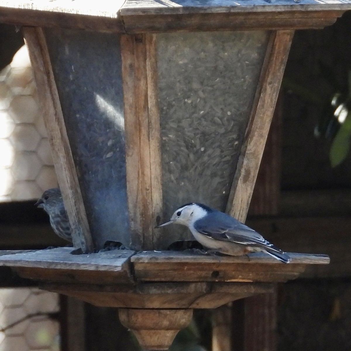 White-breasted Nuthatch - Heather O'Connor