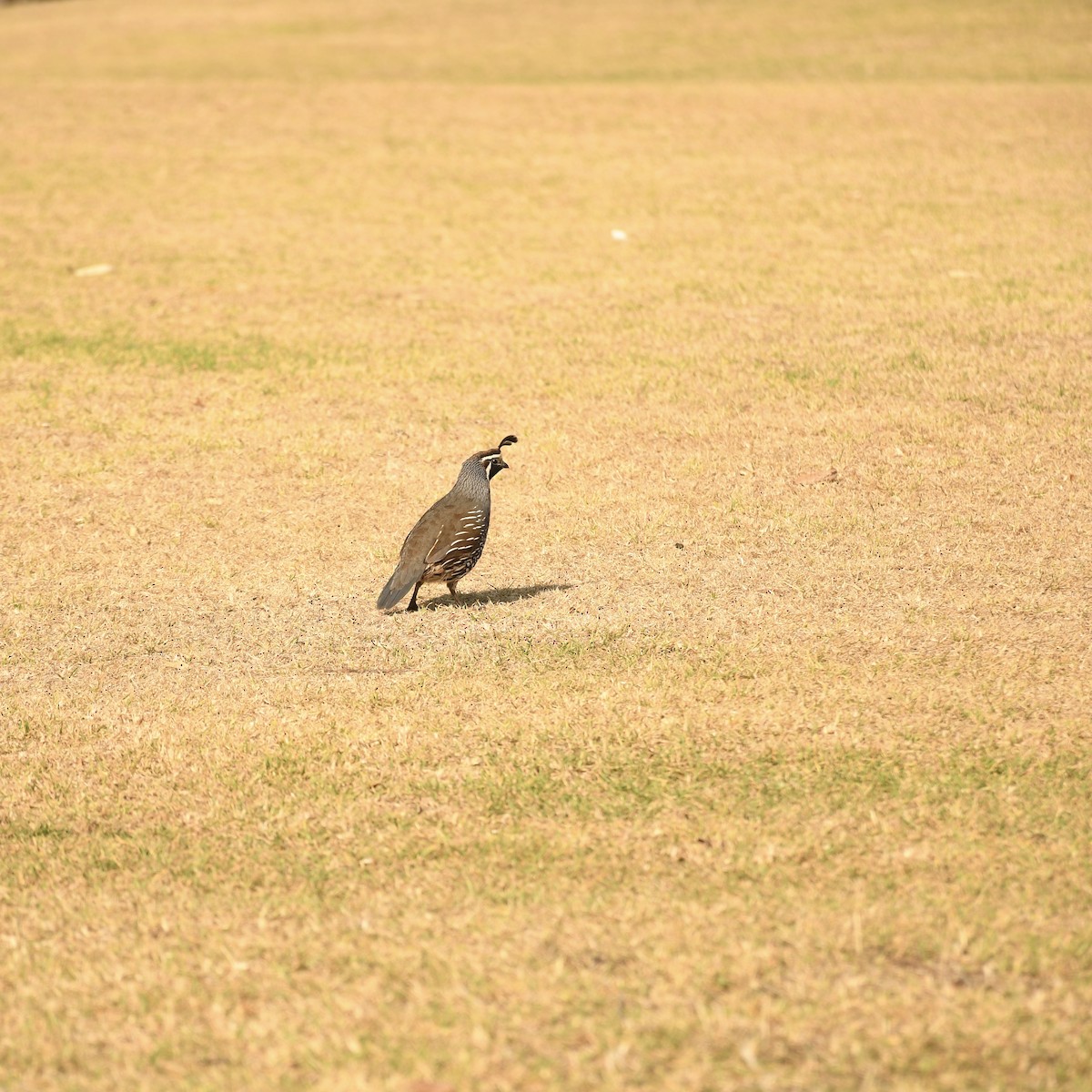 California Quail - ML613609276