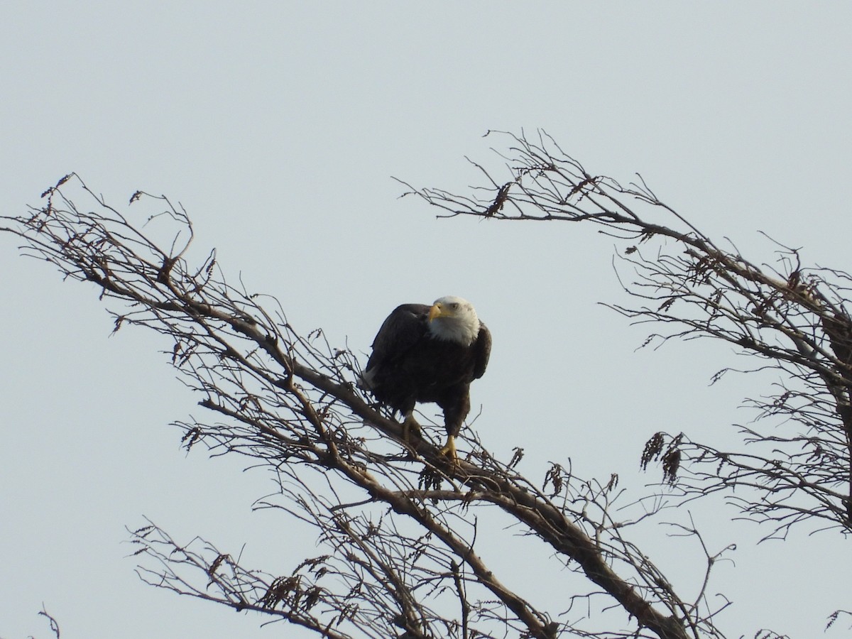 Bald Eagle - ML613609279