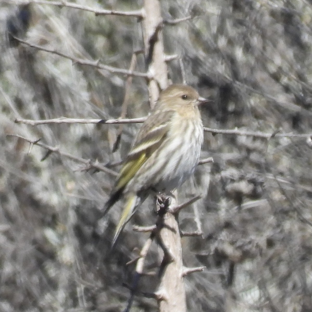 Pine Siskin - ML613609283