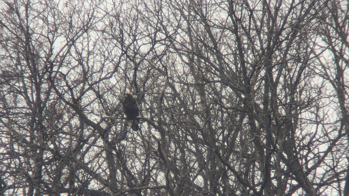 Golden Eagle - Anne Geraghty