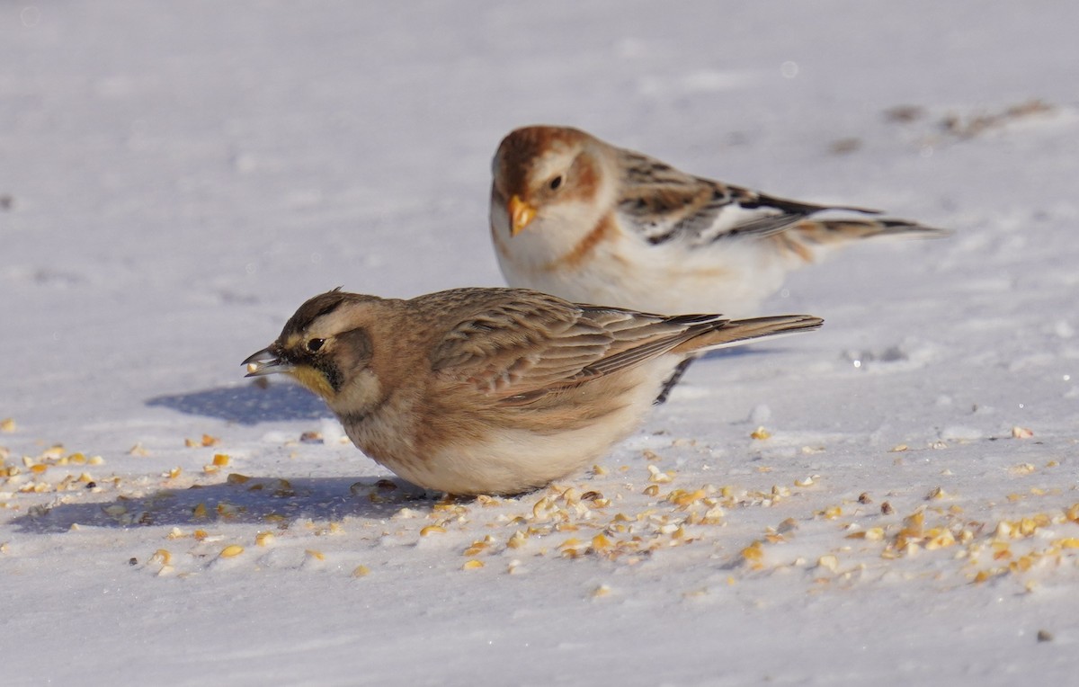 Horned Lark - Dennis Mersky