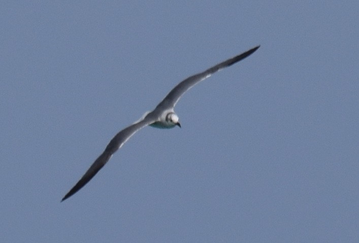 Laughing Gull - Anne Fay