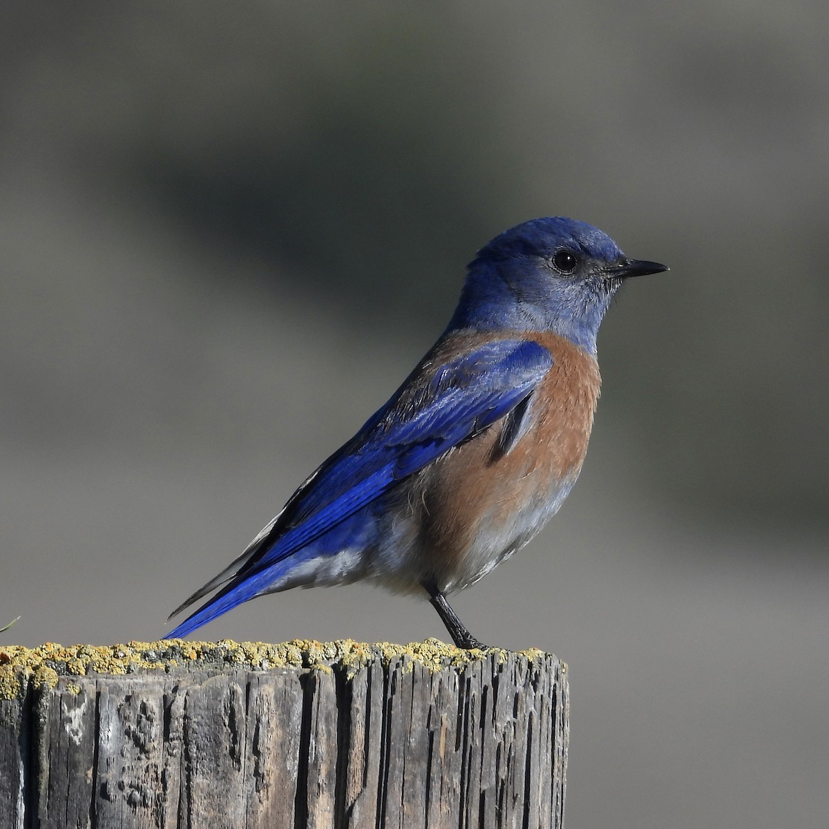 Western Bluebird - ML613609422