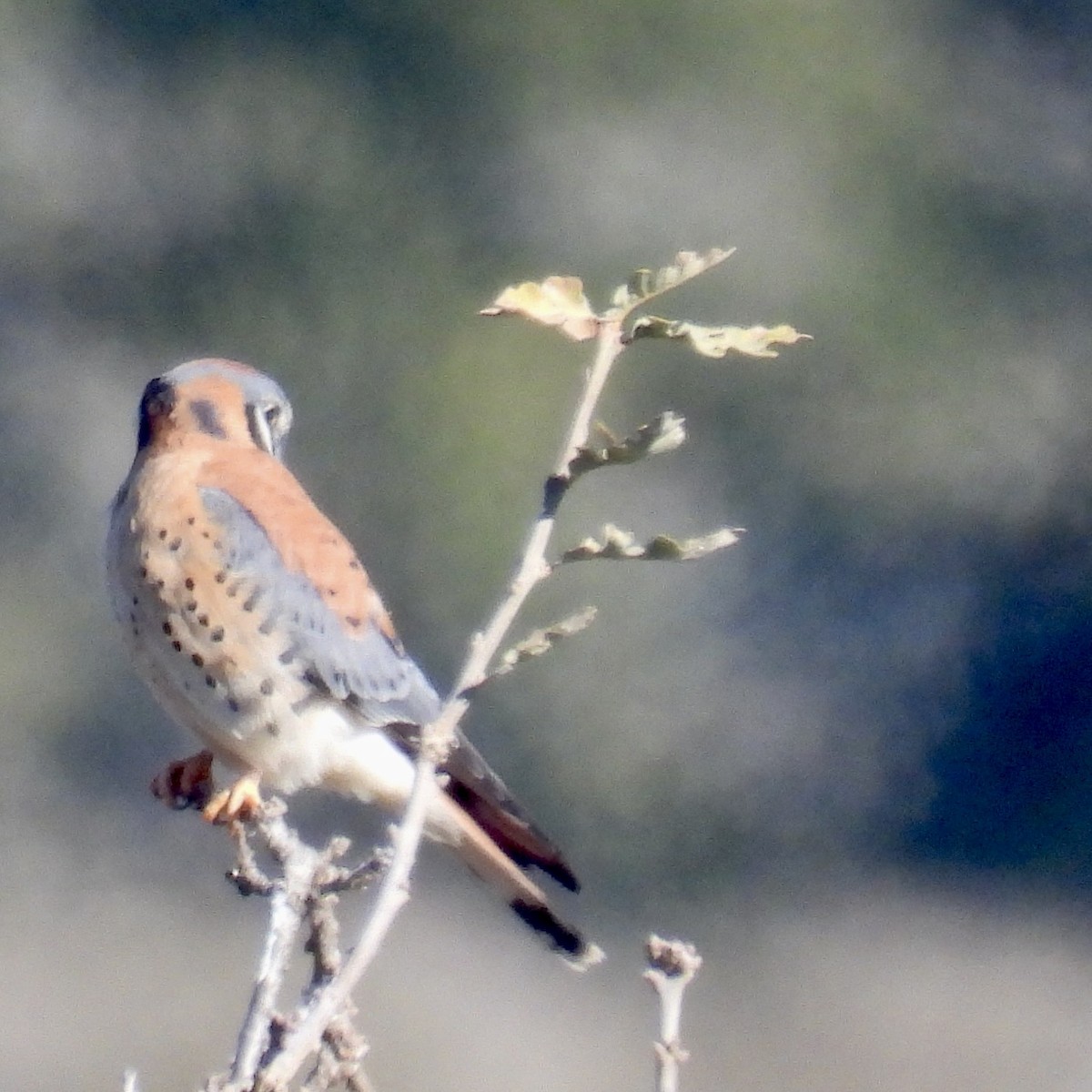 American Kestrel - ML613609442