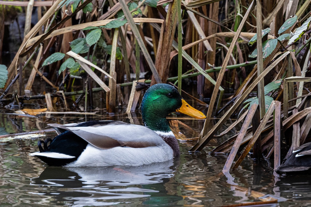 Stockente - ML613609449