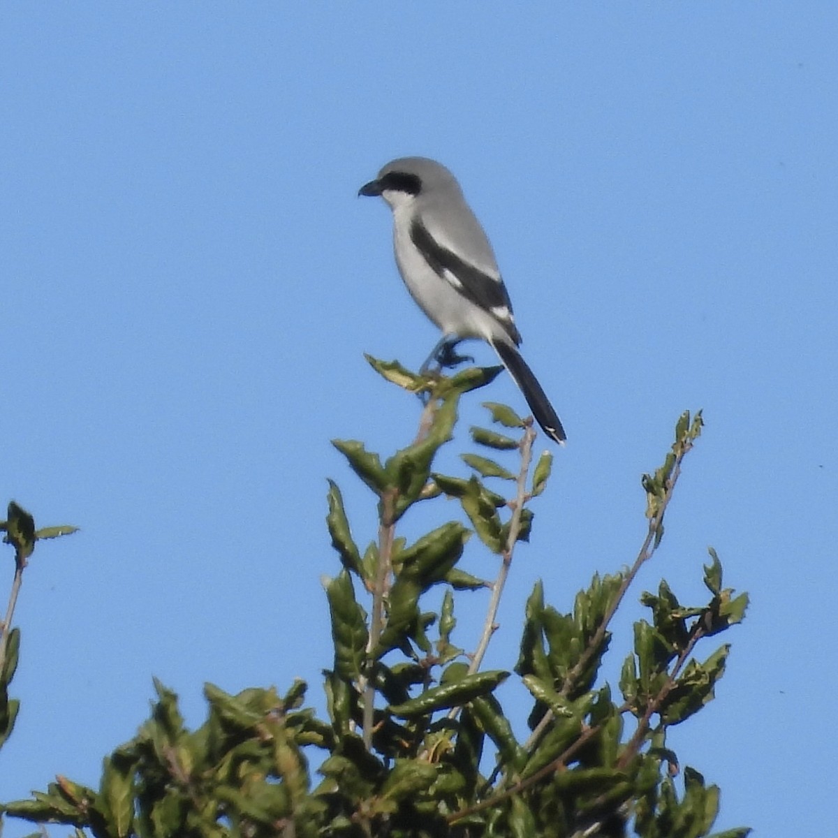 Loggerhead Shrike - ML613609452