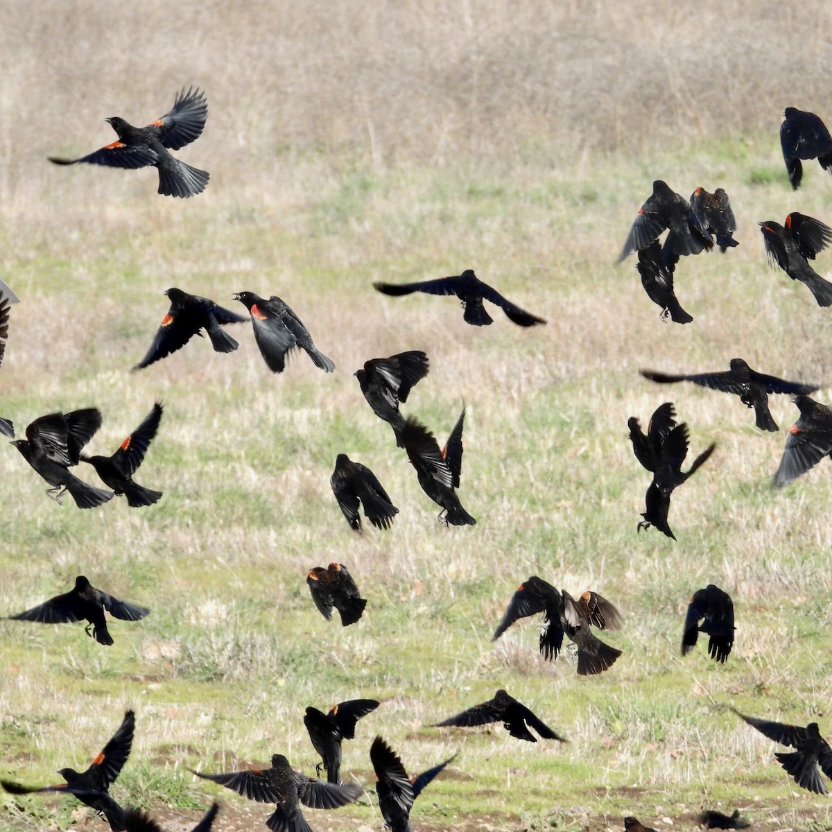 Red-winged Blackbird - ML613609573