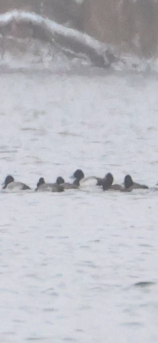 Greater Scaup - ML613609586